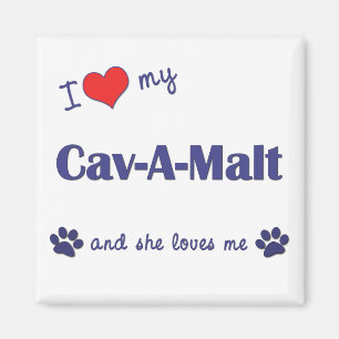 Imã Eu amo meu Cav-UM-Malte (o cão fêmea)