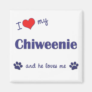 Imã Eu amo meu Chiweenie (o cão masculino)