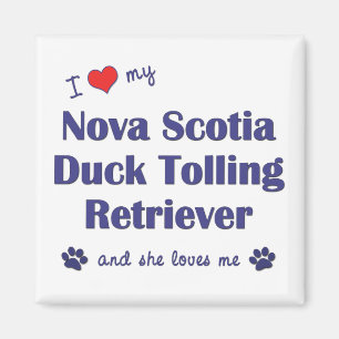 Imã Eu amo meu Retriever anunciando do pato de Nova
