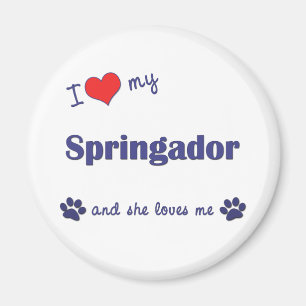 Imã Eu amo meu Springador (o cão fêmea)