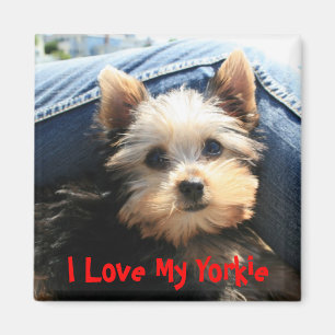 Imã Eu amo meu Yorkie