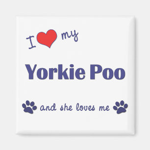 Imã Eu amo meu Yorkie Poo (o cão fêmea)