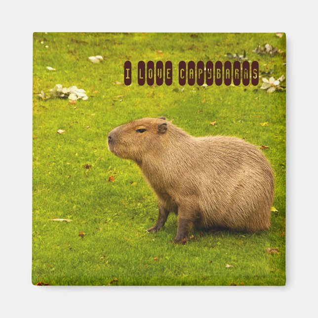 Imã Eu amo o Capybaras Magnet (Frente)