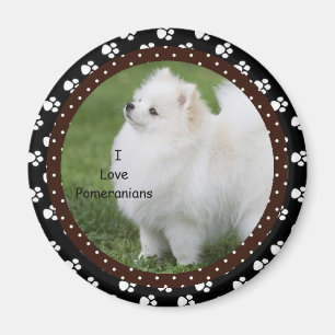 Imã Eu amo o ímã 2 do cão de Pomeranian