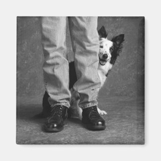 Imã Eu e a minha sombra - o cão Collie