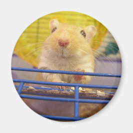 Imã Eu não sou um rato