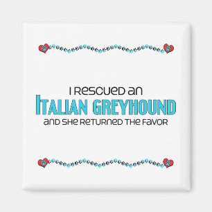 Imã Eu salvei um galgo italiano (o cão fêmea)