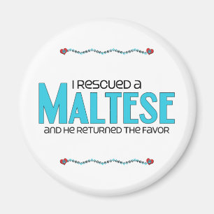 Imã Eu salvei um maltês (o cão masculino)