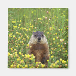 Imã Eu sou Groundhog