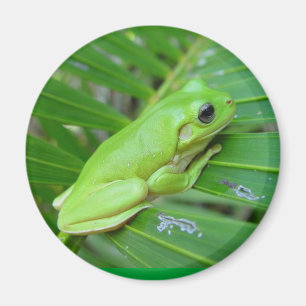 Imã Eu sou verde