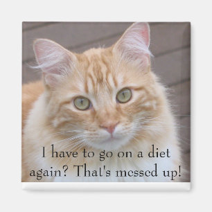 Imã Eu tenho que ir em uma dieta outra vez?