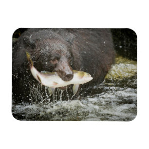 Ímã EUA, Alasca, Anan Creek. Close-Up de Urso Negro