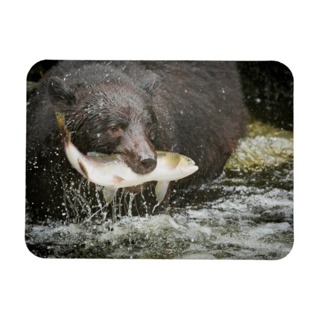 Ímã EUA, Alasca, Anan Creek. Close-Up de Urso Negro (Horizontal)