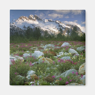 Imã EUA, Alasca, Deserto de Alsek-Tatshenshini. Vista