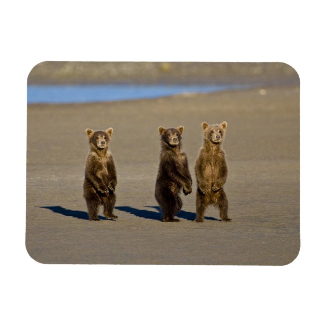 Ímã EUA. Alasca. Filhotes de urso pardo costeiro (Horizontal)