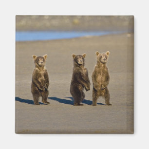 Imã EUA. Alasca. Filhotes de Urso Pardo Costeiro