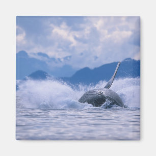 Imã EUA, Alasca, Floresta Nacional Tongass, Jubarte