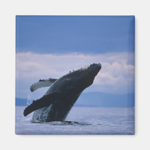 Imã EUA, Alasca, Floresta Nacional Tongass, Jubarte