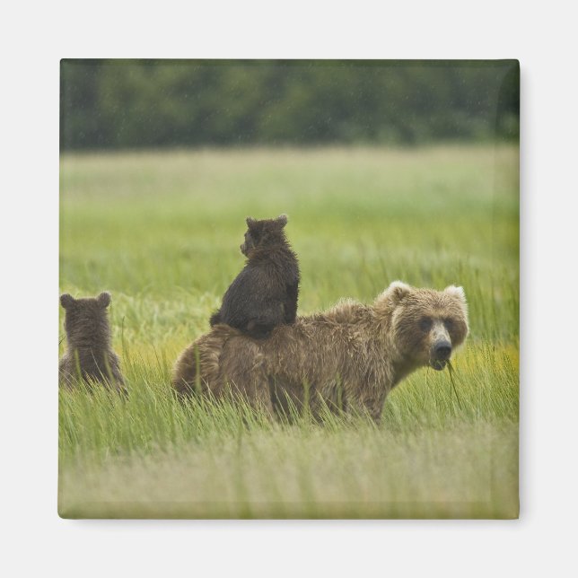 Imã EUA, Alasca, Lago Clark National Park (Frente)