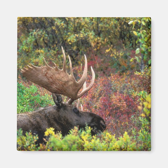 Imã EUA, Alasca, Parque Nacional Denali, Alce macho (Frente)