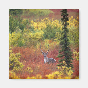 Imã EUA, Alasca, Parque Nacional Denali. Caribu