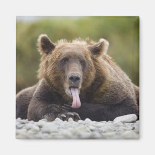 Imã EUA, Alasca, Parque Nacional Katmai, Baía de Kukak