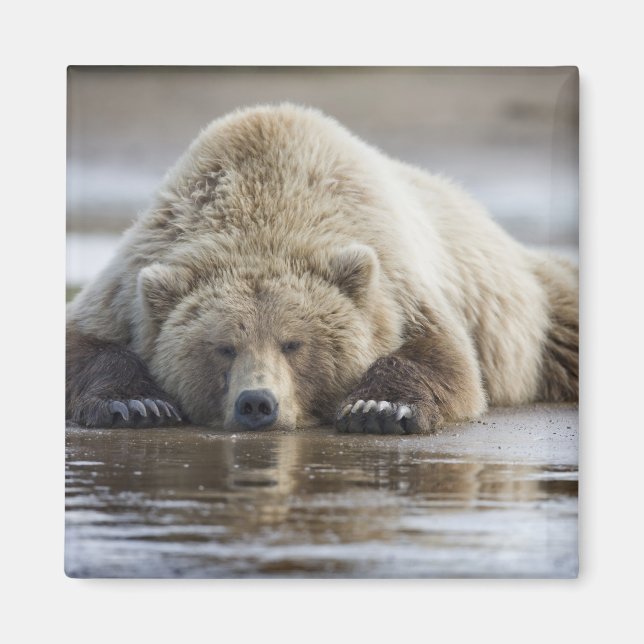 Imã EUA, Alasca, Parque Nacional Katmai, Urso Pardo (Frente)