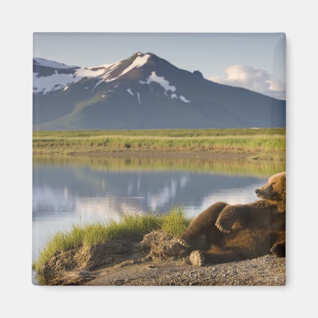 Imã EUA, Alasca, Parque Nacional Katmai, Ursos Pardo (Frente)