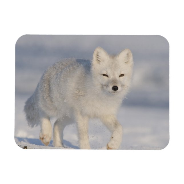 Ímã EUA, Alasca, Planície Costeira de 1002 da ANWR. An (Horizontal)