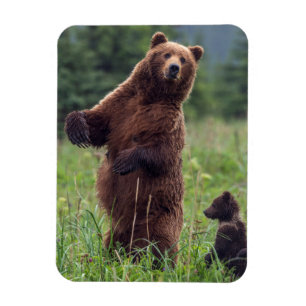 Ímã EUA, Alaska do sudeste, urso de Brown e filhote