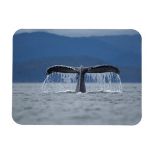 Ímã EUA, Alaska, floresta nacional de Tongass,
