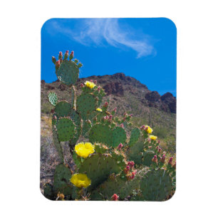 Ímã EUA, Arizona. Cacto Nas Colinas