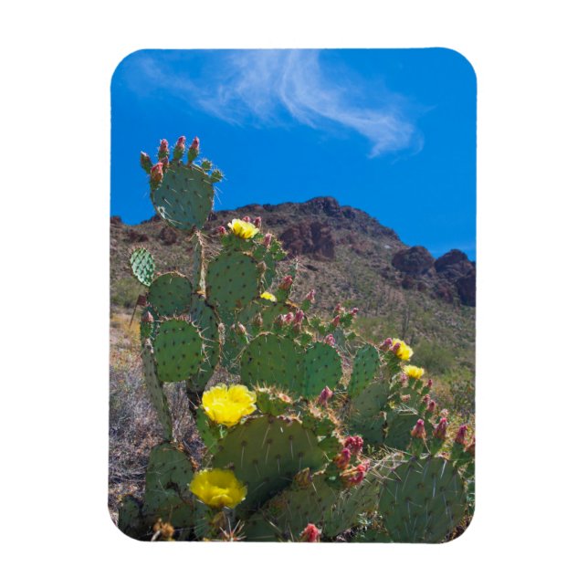 Ímã EUA, Arizona. Cacto Nas Colinas (Vertical)