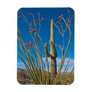 Ímã EUA, Arizona. Cacto no Parque Nacional Saguaro