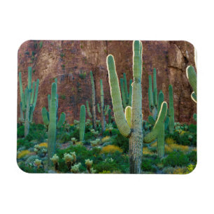 Ímã EUA, Arizona. Campo De Saguaro Cactus Por Um Cliff