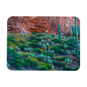 Ímã EUA, Arizona. Flora do Deserto