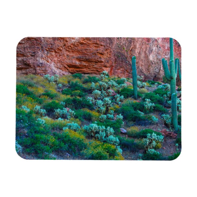Ímã EUA, Arizona. Flora do Deserto (Horizontal)