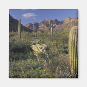 Imã EUA, Arizona, Monumento Nacional Organ Pipe.