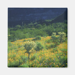 Imã EUA, Arizona, Parque Nacional do Cacto Organ Pipe