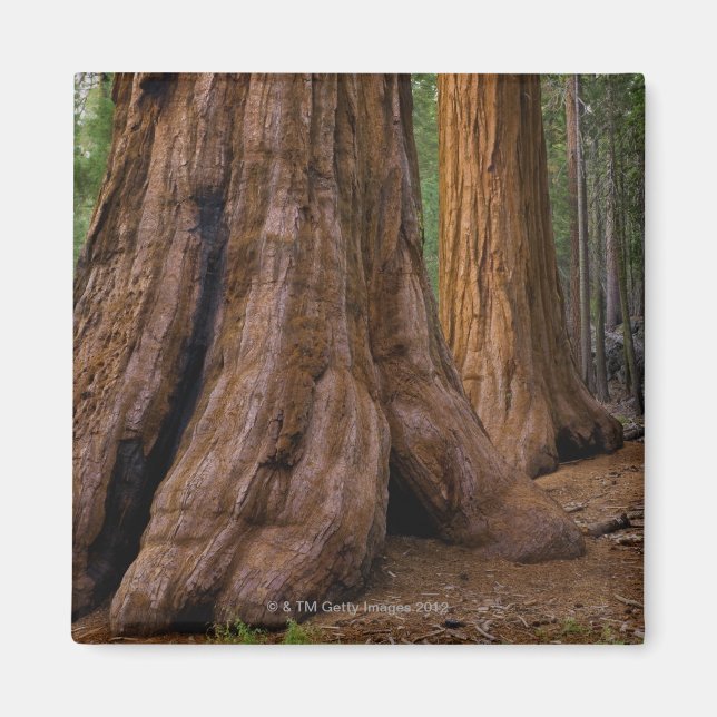 Imã EUA, Califórnia, árvore Giant Sequoia (Frente)