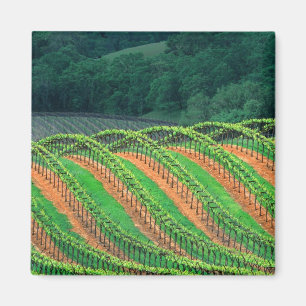 Imã EUA, Califórnia, condado de Mendocino, um