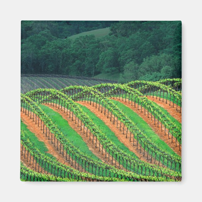 Imã EUA, Califórnia, condado de Mendocino, um (Frente)