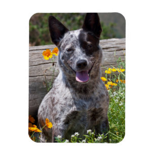 Ímã EUA, Califórnia. Curandeiro de Queensland que