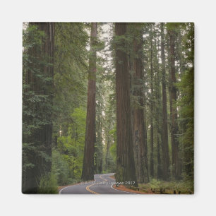 Imã EUA, Califórnia, estrada através da floresta 2 d