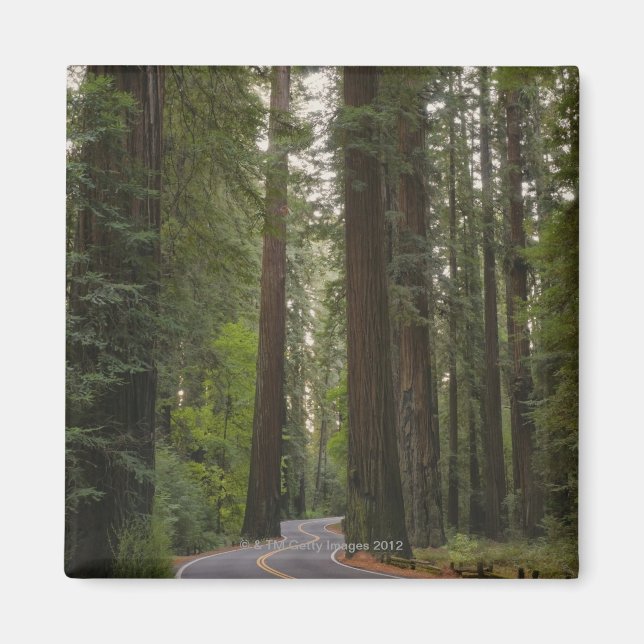 Imã EUA, Califórnia, estrada através da floresta Redwo (Frente)