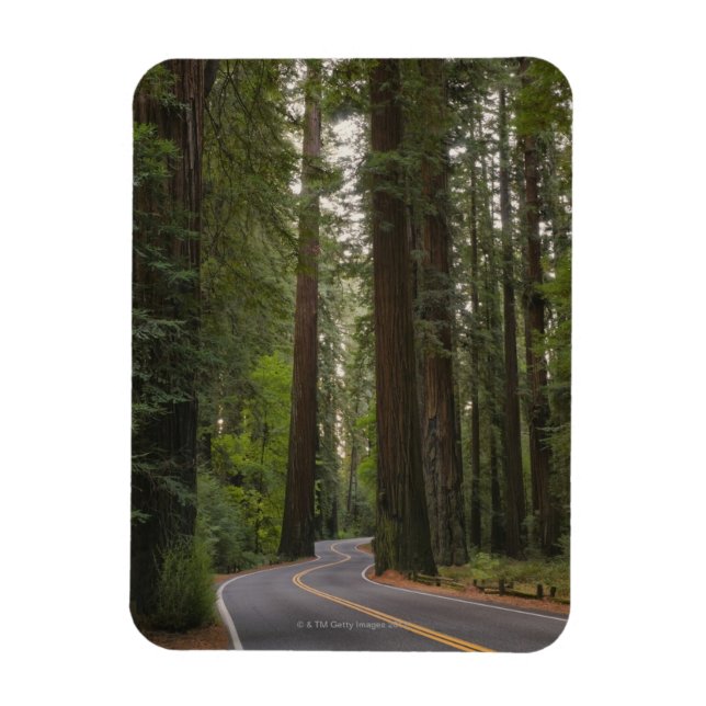 Ímã EUA, Califórnia, estrada através da floresta Redwo (Vertical)