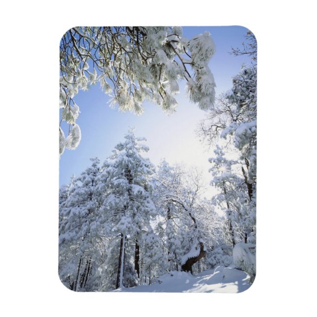 Ímã EUA, Califórnia, Floresta Nacional de Cleveland, (Vertical)