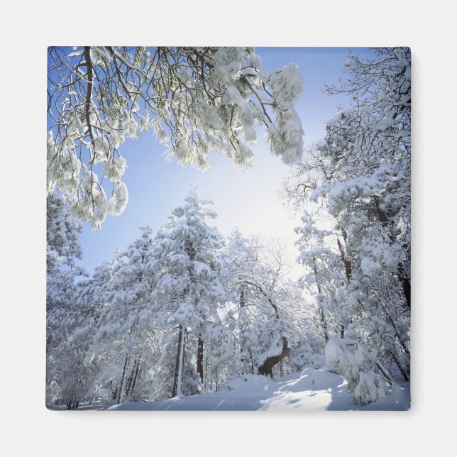 Imã EUA, Califórnia, Floresta Nacional de Cleveland, (Frente)