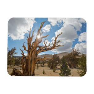 Ímã EUA, Califórnia, Floresta Nacional Inyo 6