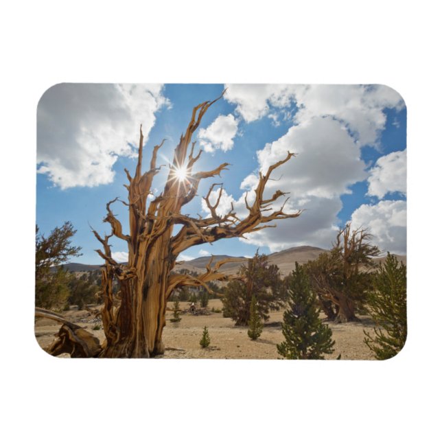 Ímã EUA, Califórnia, Floresta Nacional Inyo 6 (Horizontal)